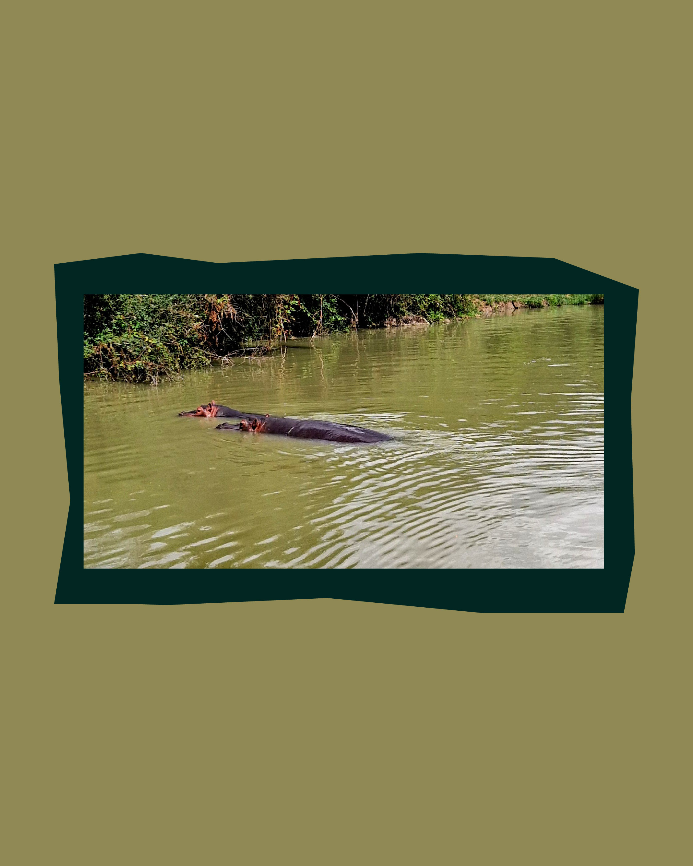 Photo des hippos, Solène Mathieu, juillet 2025